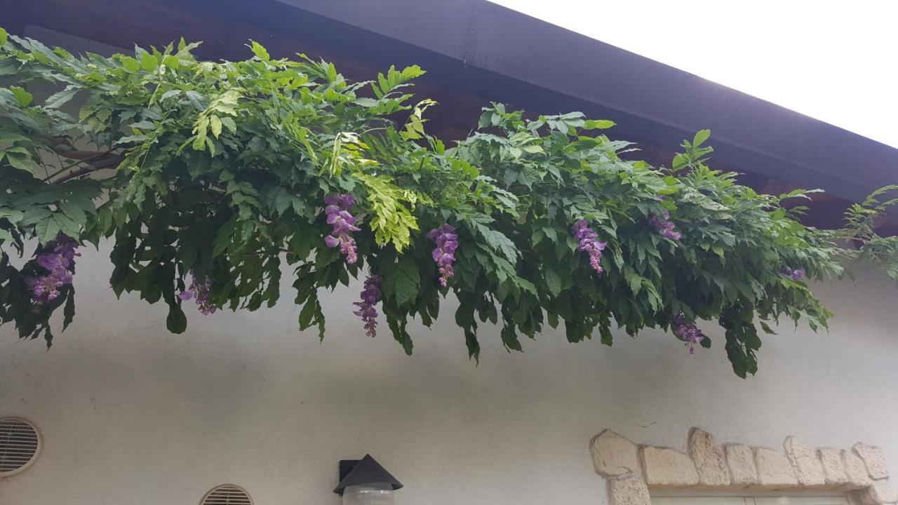 Guest house Casa Yami *